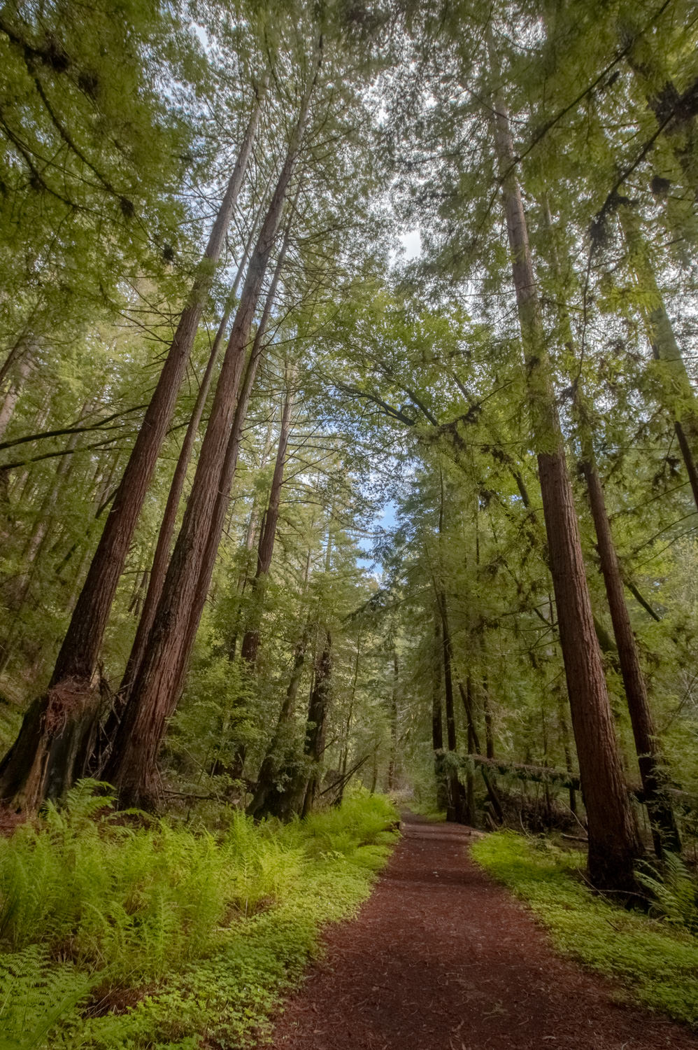 Coast redwoods (Sequoia sempervirens) in Big Basin Redwoods State Park (March 2018)