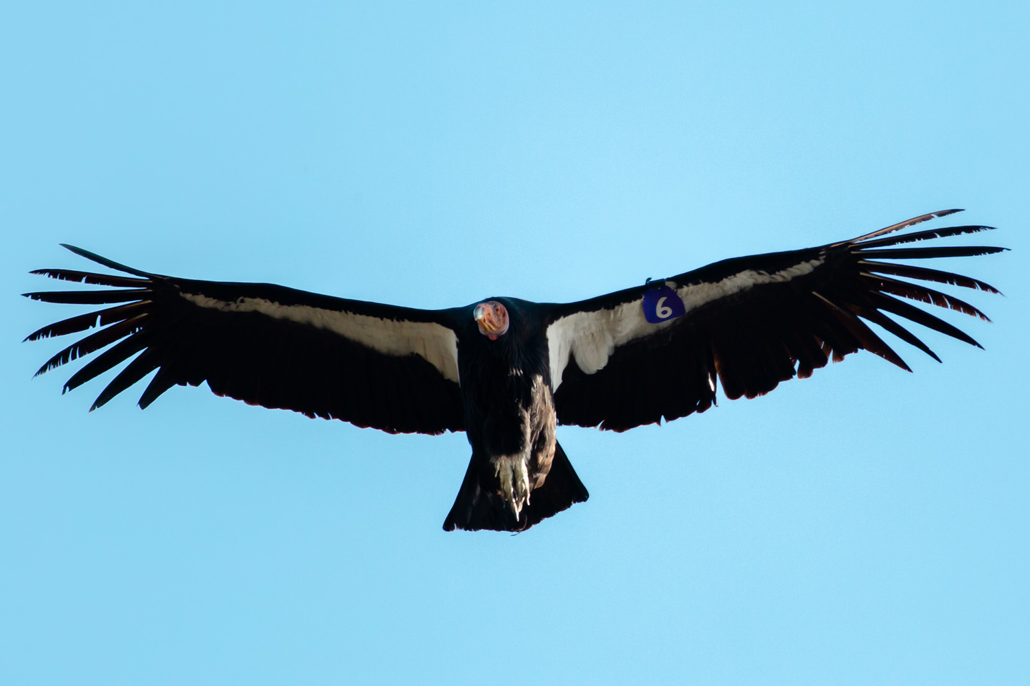 California condor (tag #6, purple6) flying overhead in Pinnacles National Park (April 2018)