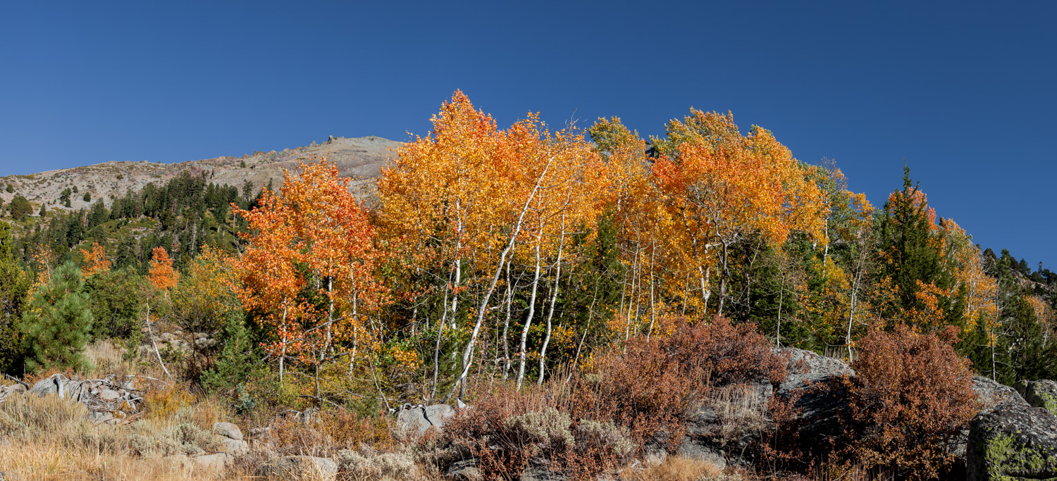 Auric aspens (September 2018)