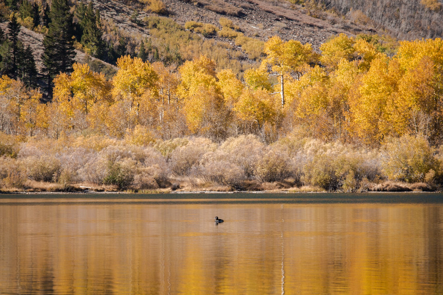 Duck on Parker Lake (October 2018)