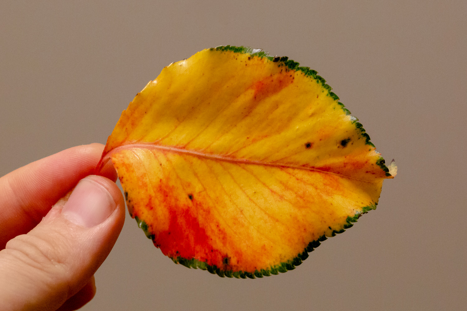 Random autumn leaf (November 2018)