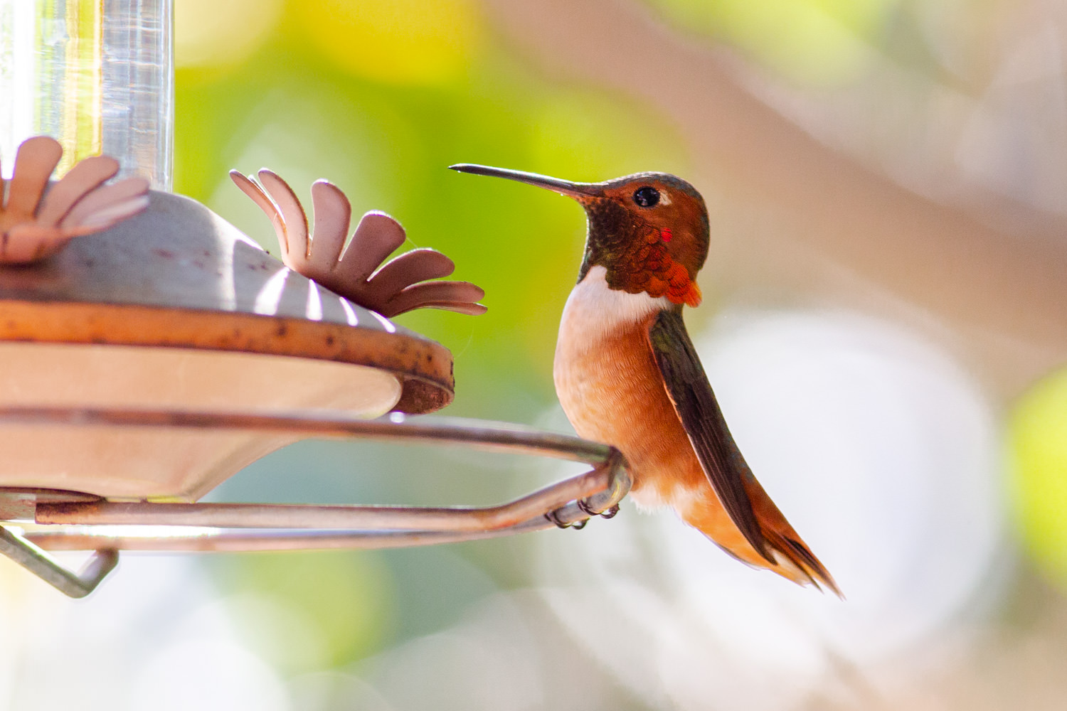 Allen's Hummindbird in Southern California (December 2018)